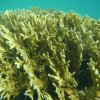 Coral de Fogo